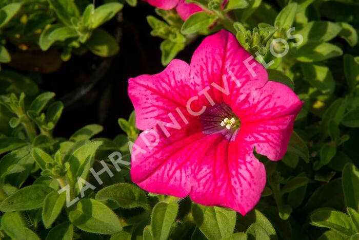 Petúnie 'Hot Pink' - Petunia hybrida Surfinia 'Hot Pink'