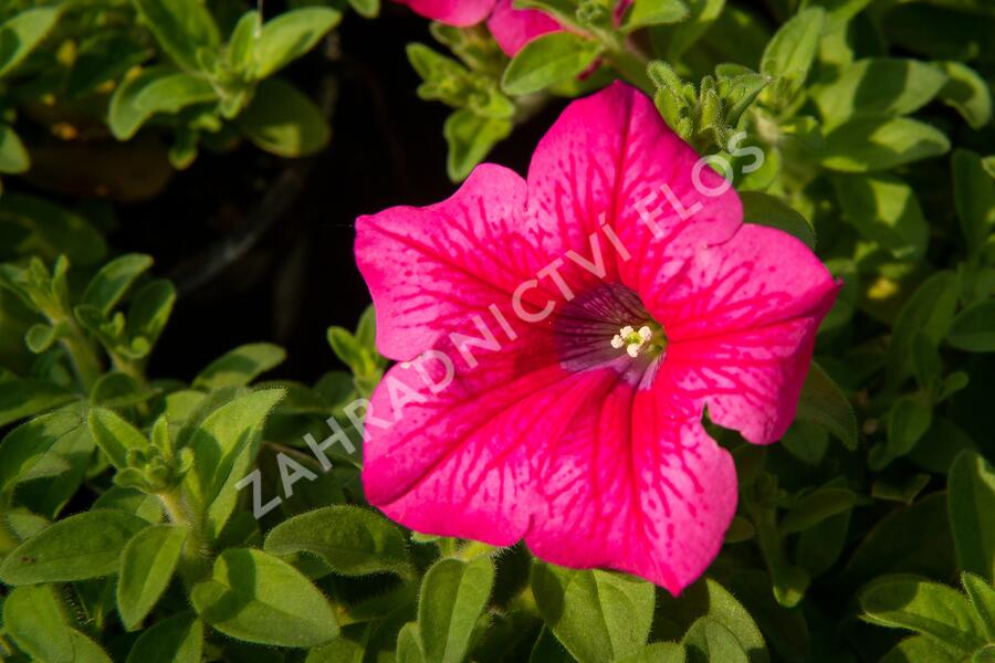 Petúnie 'Hot Pink' - Petunia hybrida Surfinia 'Hot Pink'