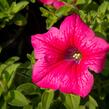 Petúnie 'Hot Pink' - Petunia hybrida Surfinia 'Hot Pink'