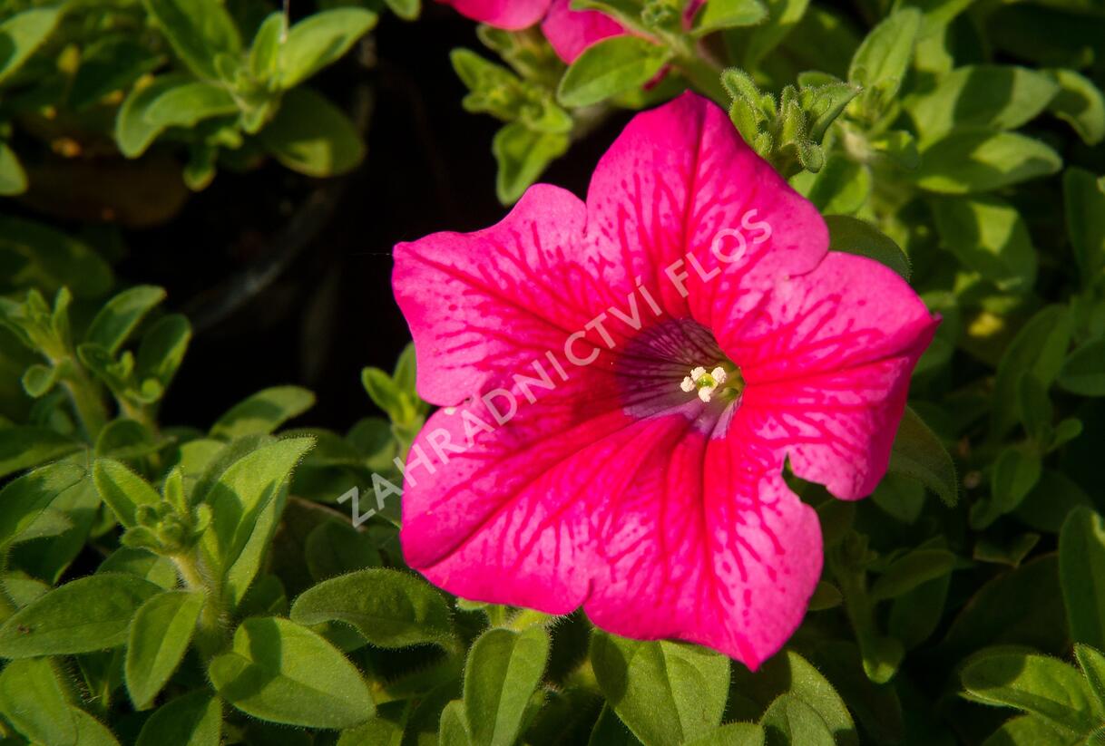 Petúnie, surfínie 'Hot Pink' - Petunia hybrida Surfinia 'Hot Pink'