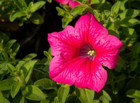 Petúnie, surfínie 'Hot Pink' - Petunia hybrida Surfinia 'Hot Pink'