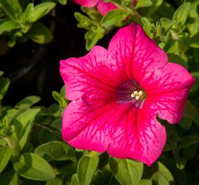 Petúnie 'Hot Pink' - Petunia hybrida Surfinia 'Hot Pink'