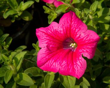 Petúnie, surfínie 'Hot Pink'