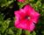 Petúnie, surfínie 'Hot Pink'