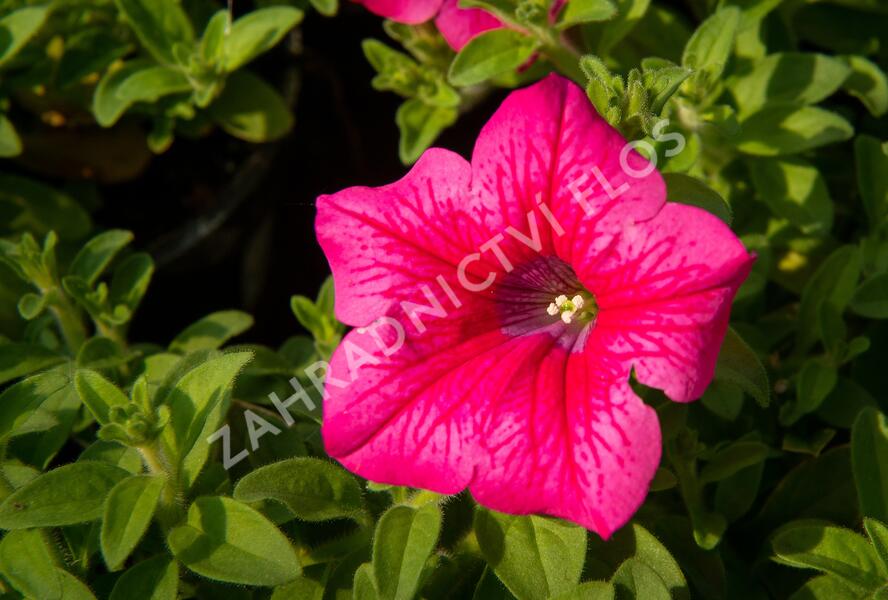 Petúnie, surfínie 'Hot Pink' - Petunia hybrida Surfinia 'Hot Pink'