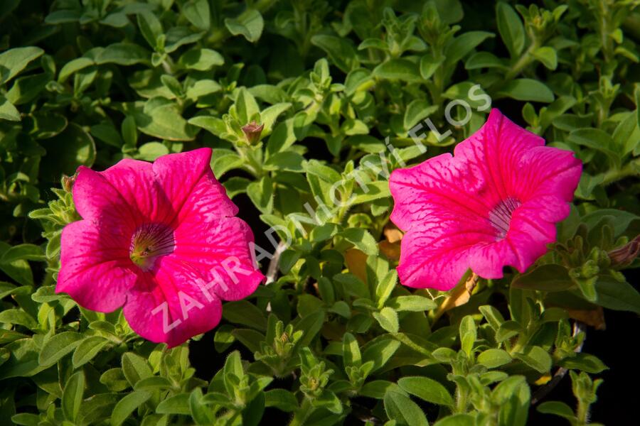 Petúnie 'Hot Pink' - Petunia hybrida Surfinia 'Hot Pink'