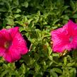 Petúnie 'Hot Pink' - Petunia hybrida Surfinia 'Hot Pink'