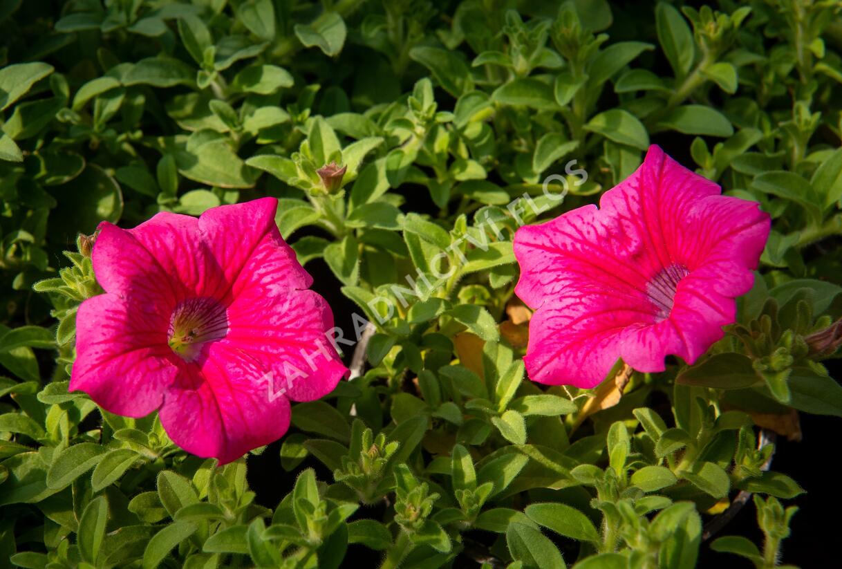 Petúnie, surfínie 'Hot Pink' - Petunia hybrida Surfinia 'Hot Pink'
