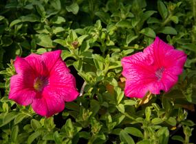 Petúnie, surfínie 'Hot Pink' - Petunia hybrida Surfinia 'Hot Pink'