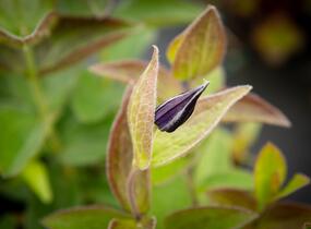Plamének celolistý - Clematis integrifolia