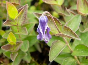 Plamének celolistý - Clematis integrifolia