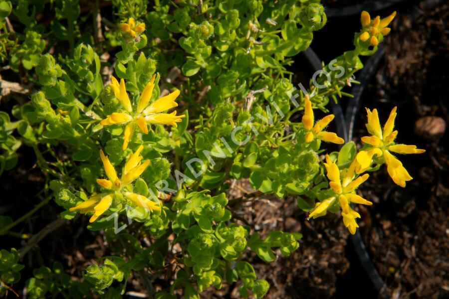 Kručinka španělská - Genista hispanica
