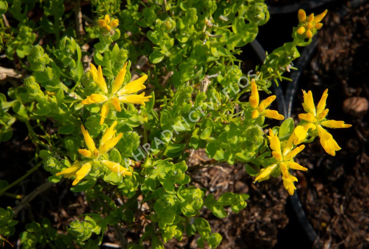Kručinka španělská - Genista hispanica