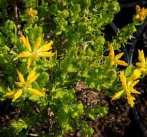 Kručinka španělská - Genista hispanica