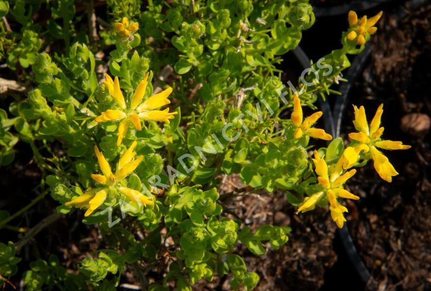 Kručinka španělská - Genista hispanica