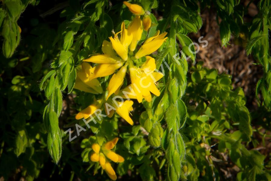 Kručinka španělská - Genista hispanica