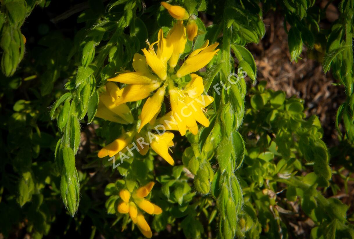 Kručinka španělská - Genista hispanica