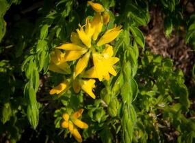 Kručinka španělská - Genista hispanica