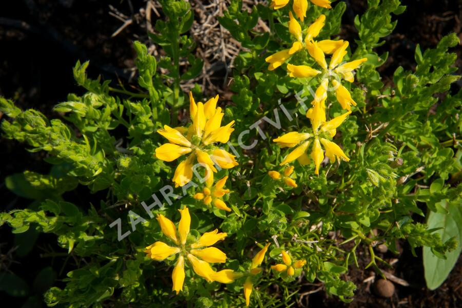 Kručinka španělská - Genista hispanica