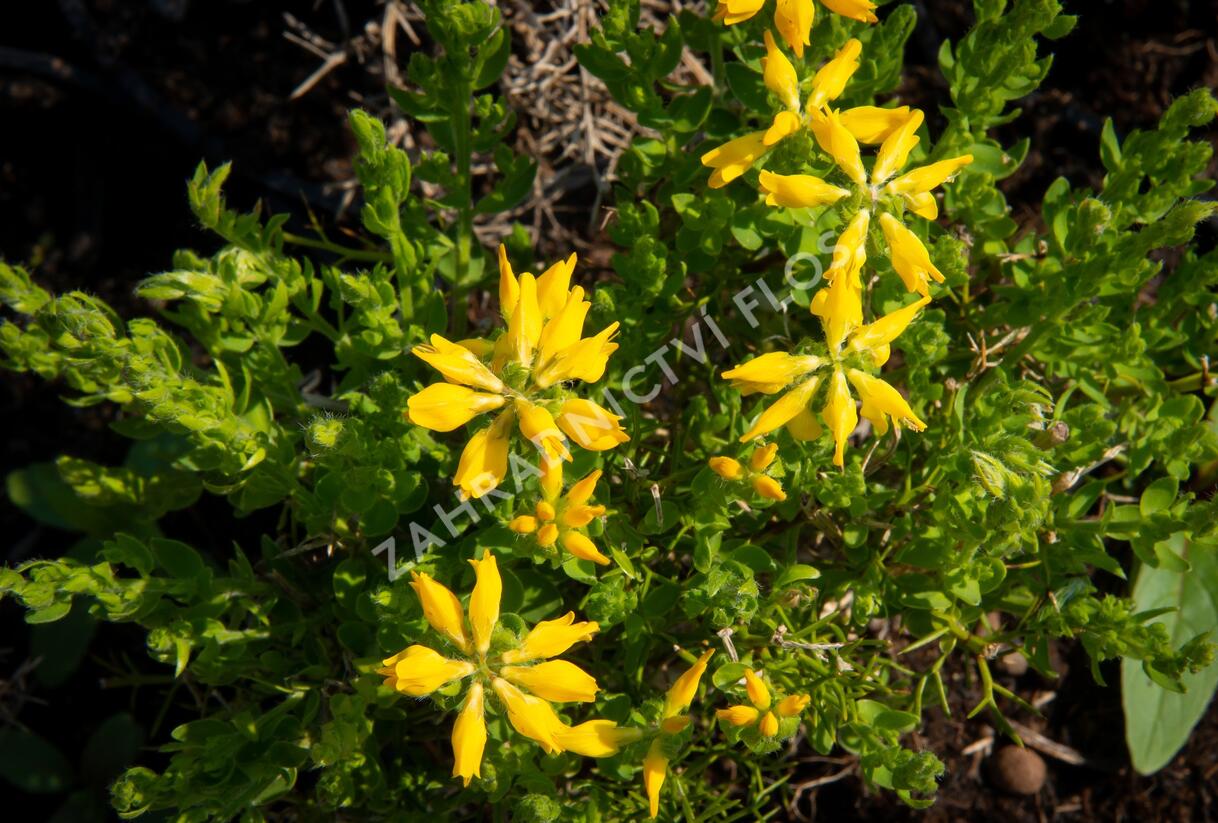 Kručinka španělská - Genista hispanica