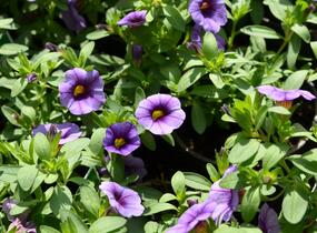Minipetúnie, Million Bells 'Sweetbells Blue Eye' - Calibrachoa hybrida 'Sweetbells Blue Eye'