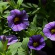 Minipetúnie, Million Bells 'Sweetbells Blue Eye' - Calibrachoa hybrida 'Sweetbells Blue Eye'