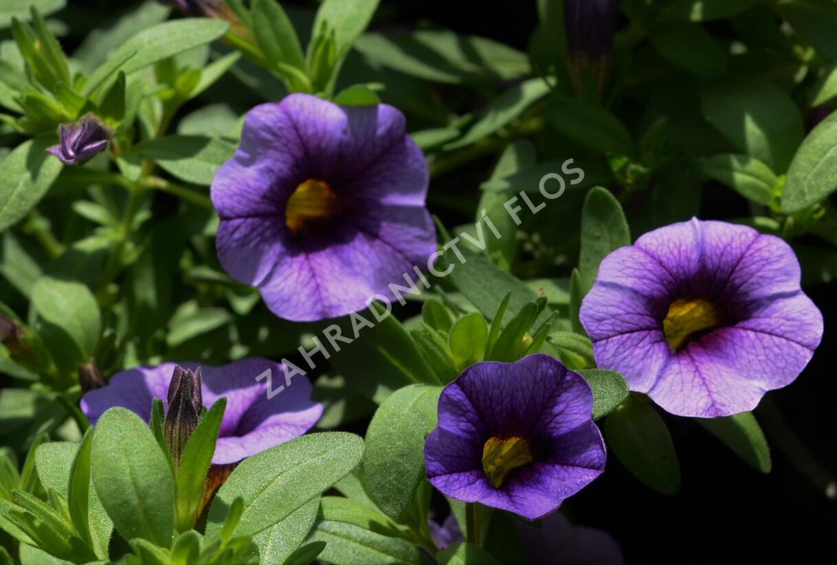 Minipetúnie, Million Bells 'Sweetbells Blue Eye' - Calibrachoa hybrida 'Sweetbells Blue Eye'