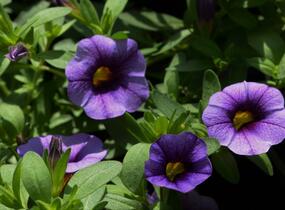 Minipetúnie, Million Bells 'Sweetbells Blue Eye' - Calibrachoa hybrida 'Sweetbells Blue Eye'