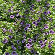 Minipetúnie, Million Bells 'Sweetbells Blue Eye' - Calibrachoa hybrida 'Sweetbells Blue Eye'