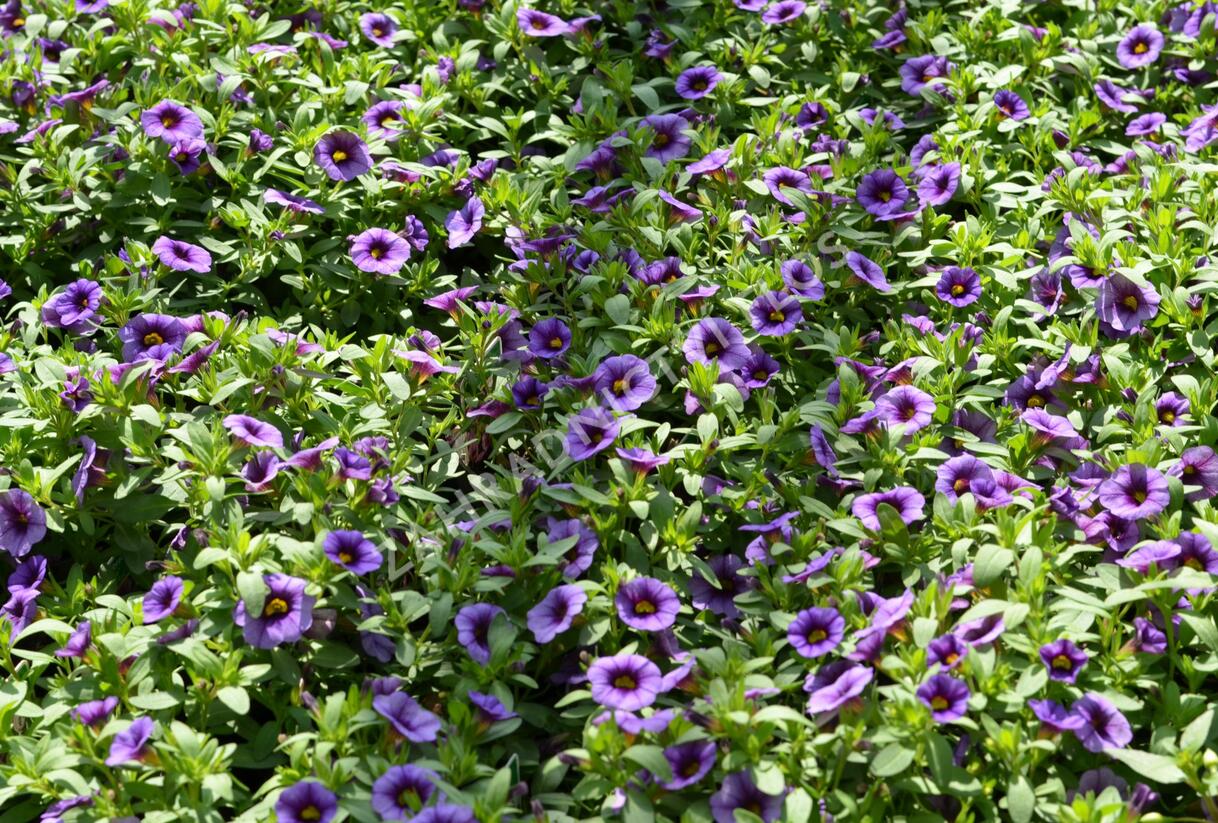 Minipetúnie, Million Bells 'Sweetbells Blue Eye' - Calibrachoa hybrida 'Sweetbells Blue Eye'