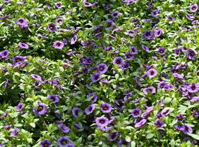 Minipetúnie, Million Bells 'Sweetbells Blue Eye' - Calibrachoa hybrida 'Sweetbells Blue Eye'