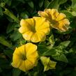 Petúnie 'Chameletunia Mango' - Petunia hybrida 'Chameletunia Mango'