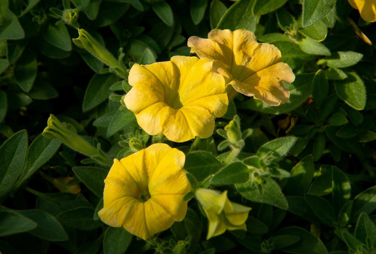 Petúnie 'Chameletunia Mango' - Petunia hybrida 'Chameletunia Mango'