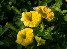 Petúnie 'Chameletunia Mango' - Petunia hybrida 'Chameletunia Mango'