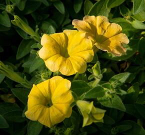 Petúnie 'Chameletunia Mango' - Petunia hybrida 'Chameletunia Mango'