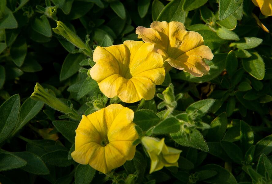 Petúnie 'Chameletunia Mango' - Petunia hybrida 'Chameletunia Mango'