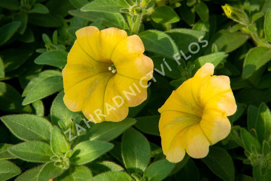 Petúnie 'Chameletunia Mango' - Petunia hybrida 'Chameletunia Mango'