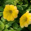 Petúnie 'Chameletunia Mango' - Petunia hybrida 'Chameletunia Mango'