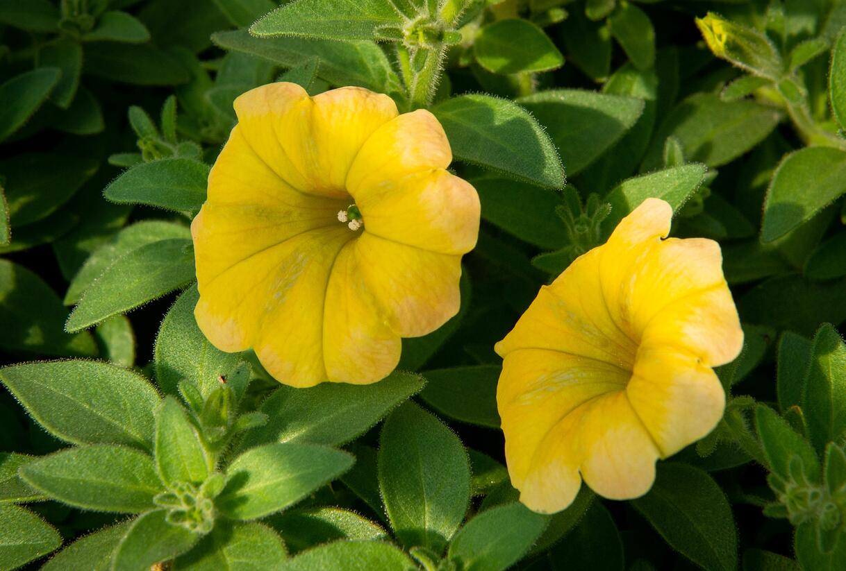 Petúnie 'Chameletunia Mango' - Petunia hybrida 'Chameletunia Mango'