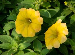 Petúnie 'Chameletunia Mango' - Petunia hybrida 'Chameletunia Mango'