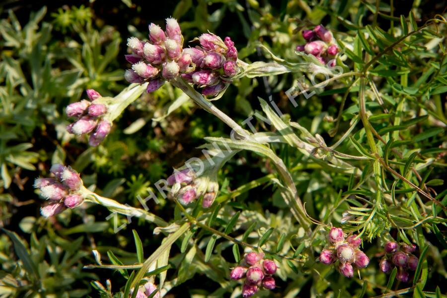 Kociánek dvoudomý 'Rubra' - Antennaria dioica 'Rubra'