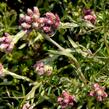 Kociánek dvoudomý 'Rubra' - Antennaria dioica 'Rubra'