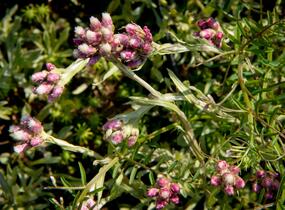 Kociánek dvoudomý 'Rubra' - Antennaria dioica 'Rubra'
