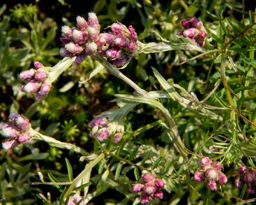 Kociánek dvoudomý 'Rubra'