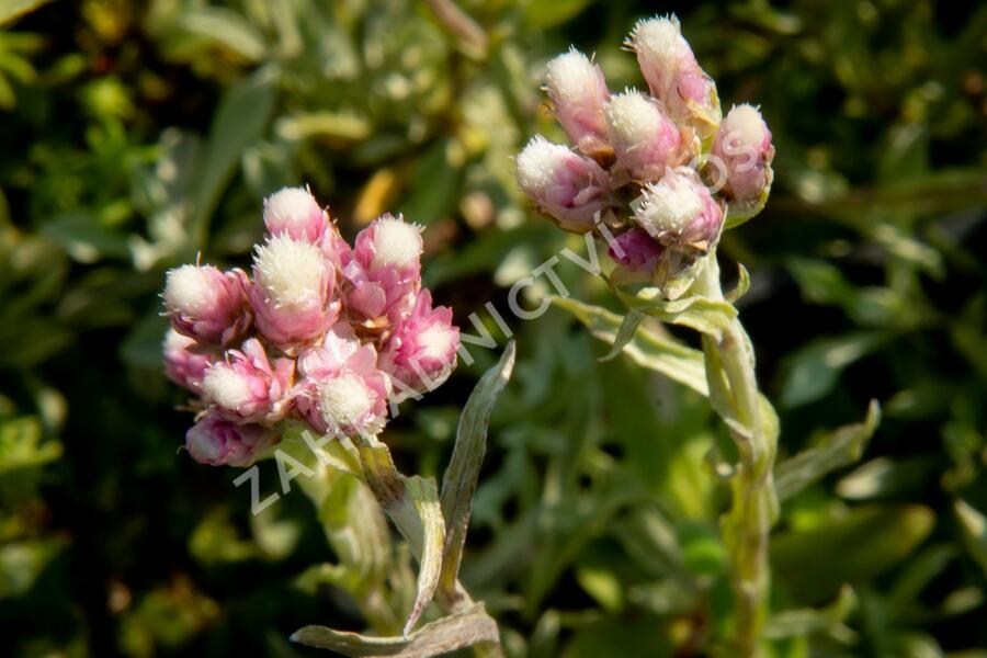 Kociánek dvoudomý 'Rubra' - Antennaria dioica 'Rubra'