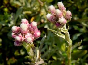 Kociánek dvoudomý 'Rubra' - Antennaria dioica 'Rubra'
