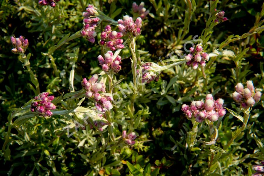 Kociánek dvoudomý 'Rubra' - Antennaria dioica 'Rubra'