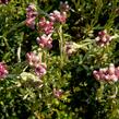 Kociánek dvoudomý 'Rubra' - Antennaria dioica 'Rubra'