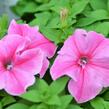 Petúnie 'Pink Vein' - Petunia Surfinia 'Pink Vein'