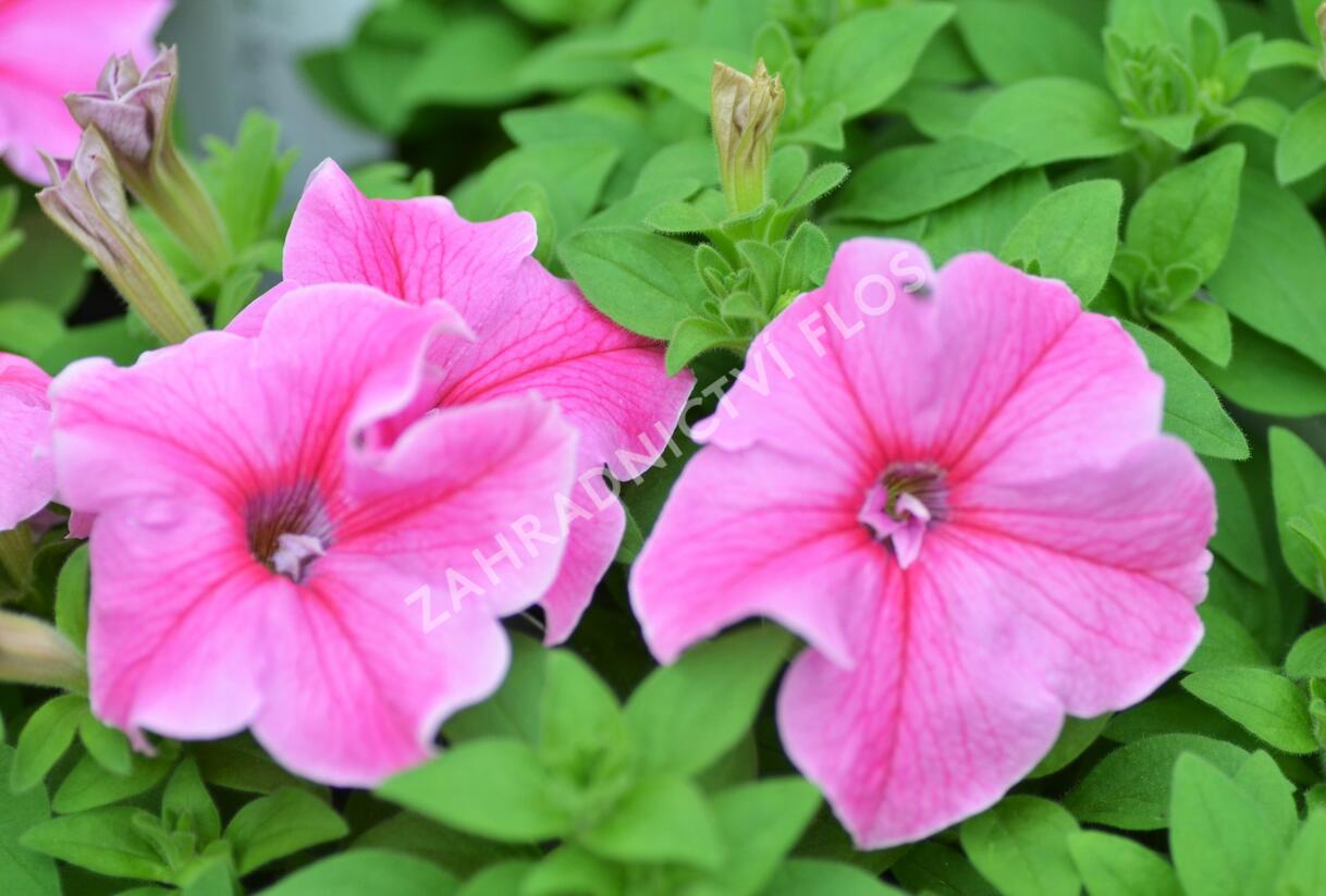 Petúnie 'Pink Vein' - Petunia Surfinia 'Pink Vein'